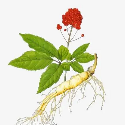 How to reproduce ginseng