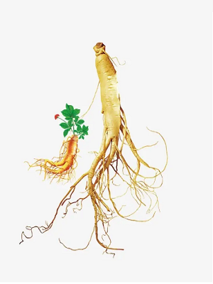 Pest control of ginseng